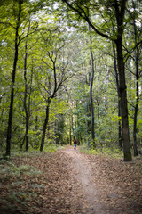 Obraz premium A walk outdoors in the forest. 