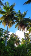 Obraz premium Coconut trees with blue sky clouds in the garden at Mekong Delta Vietnam. 