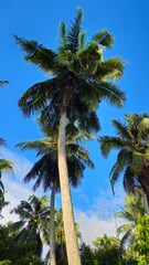 Fototapeta premium Coconut trees with blue sky clouds in the garden at Mekong Delta Vietnam. 