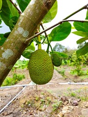 Close up of Jackfruit in the garden, preparing to harvest, Vinh Long town, Mekong Delta Vietnam.