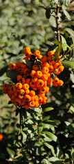Orange berries in a garden wallpaper background