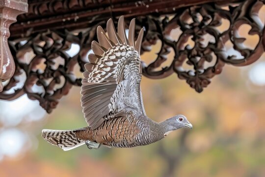 Greater Coucal in India  Sitting and Flying in House