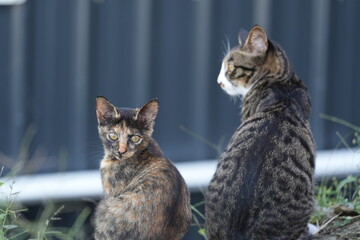 two kittens next to each other