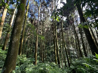 trees in the forest in Hsinchu county