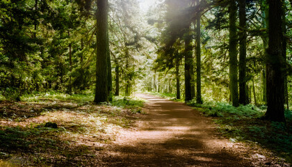 Obraz premium Serene Forest Path in Lush Green Woodland. A tranquil forest path surrounded by tall trees and vibrant greenery, illuminated by soft sunlight. The scene evokes peace and a connection with nature.