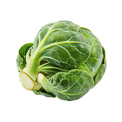 Fototapeta premium Brussels sprouts, side view, on isolated transparent background