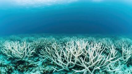 Obraz premium Dead coral reef with scattered sea life, representing ocean warming and its effect on marine biodiversity