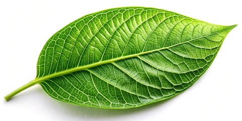A Close-Up View of a Single Green Leaf with Intricate Veins Against a White Background
