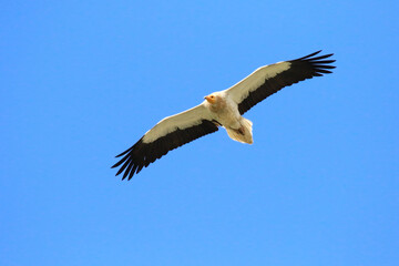 Wildlife - Birds. The egyptian vulture has the ability to live in very large and diverse terrains. They are scavengers and feed on rotten meat.