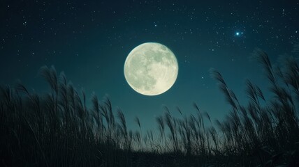 Fototapeta premium Full moon and Japanese pampas grass in midnight,The harvest Miscanthus sinensis and full moon,beautiful night sky in the countryside with the perfect moon exudes beauty in the dark.