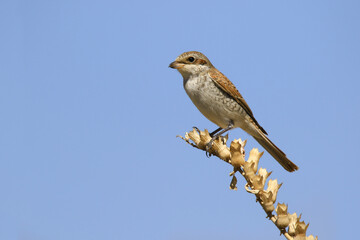 Wildlife-birds. The red-backed Shrike (Lanius collurio) bird belongs to the laniidae family. Shrub open fields and hedges on the edges of these fields are their habitats. They usually feed on insects.