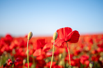 Poppies Field Flowers Red - A close-up image of red poppies in a field against a blue sky.
