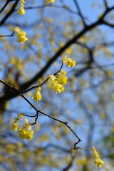 Spike witch hazel flowers