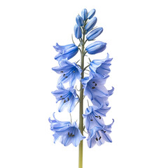 Fototapeta premium Bluebell isolated against a transparent background