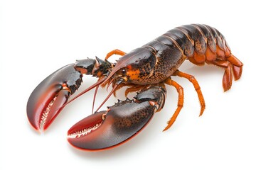 High-quality image of a fresh lobster with a white background, perfect for culinary and seafood themes.