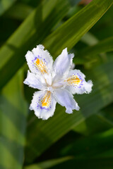 Fringed iris flower
