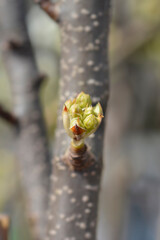 Japanese pear Hosui branch with buds