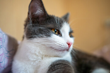 Cat, Grey, White, Looking Away While Relaxing on Bed.