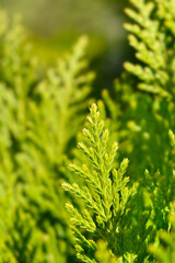 Leyland cypress Gold Rider branch