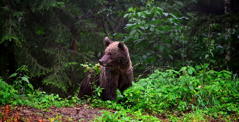 Europäischer Braunbär (Ursus arctos arctos) - Karpaten, Rumänien // European brown bear - Carpathians, Romania © bennytrapp