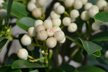 Skimmia OBerries White 