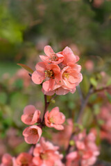 Japanese Flowering Quince flowers
