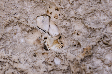 Tiny prayer notes inserted into the cracks and crevices of the Western Wall holy site in Jerusalem, Israel.
