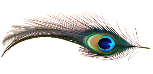 Obraz premium PNG A peacock feather animal bird white background.