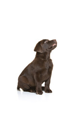 Chocolate labrador puppy on white background
