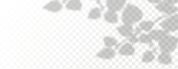 Glare from the sun's rays on the wall. Blurred shadows from leaves and plants in the room. Soft overlay of natural light. 