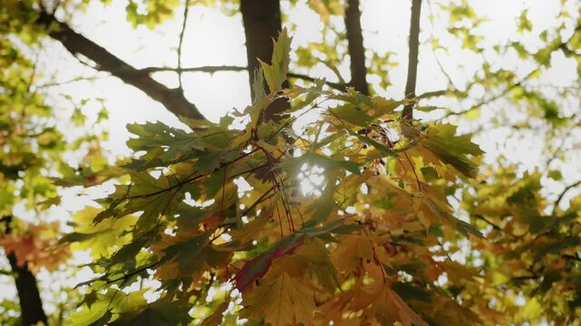 Yellow green maple leaves sway in wind in slow motion x4, autumn. Rays of sun shine through branch. Golden fall. Warm sunny weather. Indian summer. October. Happiness hope mood concept. Wide shot