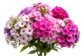 Obraz premium Pink and White Phlox Bouquet