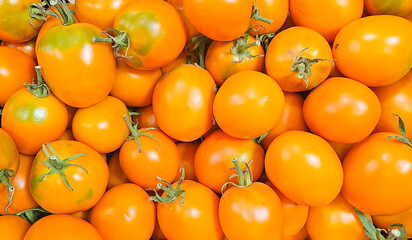 Banner with yellow tomatoes, top view. Autumn sale. New harvest concept