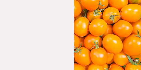 Banner with yellow tomatoes, top view. Autumn sale. New harvest concept