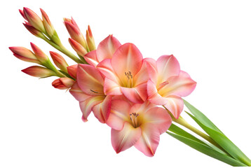 Fototapeta premium Pink and White Gladiolus Flowers Isolated