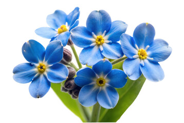 Fototapeta premium Single Forget-Me-Not Flower, Isolated