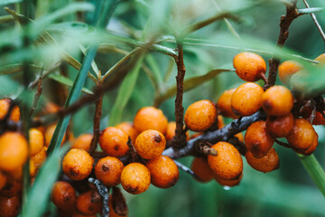 Sanddornpflanze voll mit Sanddornbeeren bei Regen