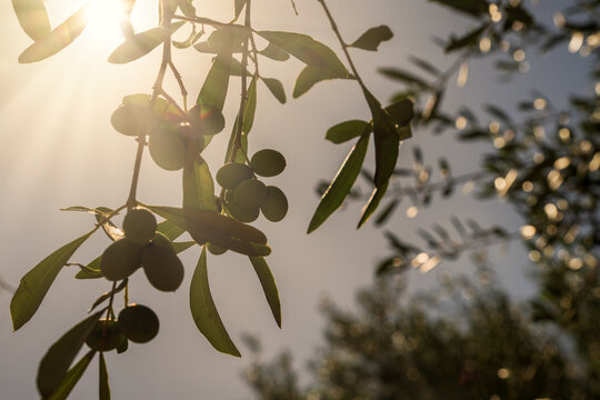 Olive branch silhouette at sunset, Mediterranean agriculture, sunlit organic olive grove - Powered by Adobe