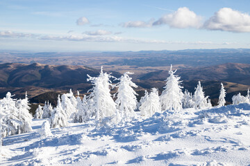 winter wonderland with snowy fir trees in the mountains