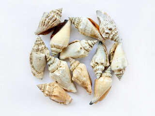 Medium size series of brown bulk spiral cone sea shells, or known as chullas strombus conch shells. Isolated on white background