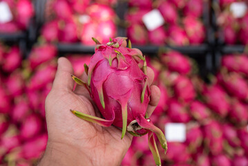 Dragon Fruit. Tropical fruits healthy Pitaya fruits, Fresh Dragon fruit for sale in a Turkey market. © ERDAL SEKER