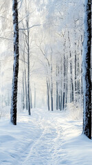 Fototapeta premium winter forest in the snow
