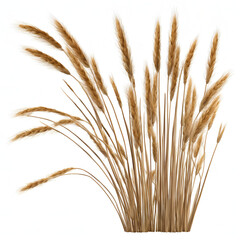 Fototapeta premium A natural bundle of golden wheat stalks fanning out against a white background, symbolizing agriculture, harvest, and organic beauty, perfect for rustic-themed designs or nature-related projects.