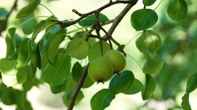 Green Pyrus cordata fruits dangle delicately from branches surrounded by vibrant leaves