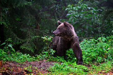European brown bear - Carpathians, Romania // Europäischer Braunbär (Ursus arctos arctos) - Karpaten, Rumänien © bennytrapp