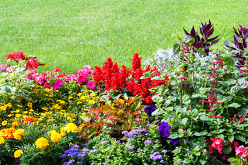 Beautiful flowering annual plants on a colorful flower bed.