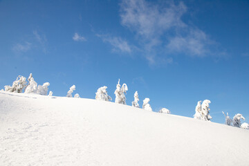 winter wonderland with snowy fir trees in the mountains
