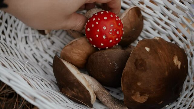 Ignorance of deadly poisonous mushrooms, person puts inedible fly agaric in white wicker basket with edible mushrooms Birch bolete in autumn forest in October. Dangerous for life health. Close up