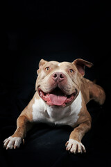 American bully lying on black background 