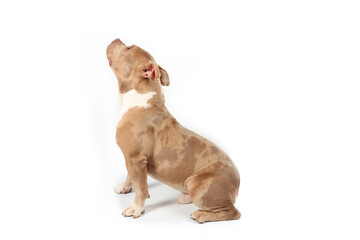 Fototapeta premium American bully sitting profile looking up on white background 